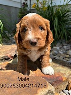 [#26270-01]  - Red M Bernedoodle Mini 2nd Gen Puppies For Sale