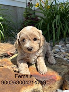 [#26270-03]  - Apricot F Bernedoodle Mini 2nd Gen Puppies For Sale