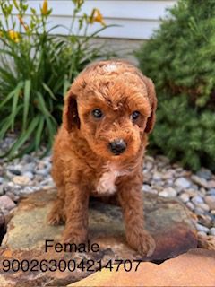 [#26270-04]  - Red F Bernedoodle Mini 2nd Gen Puppies For Sale