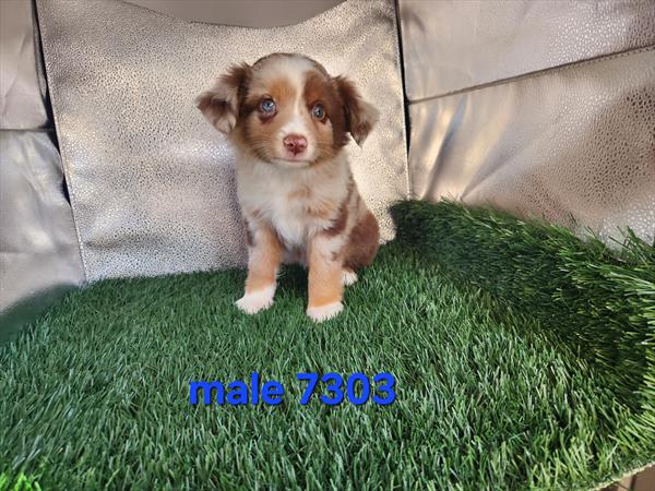 [#26273-02]  - Chocolate Merle M Miniature Australian Shepherd Puppies For Sale