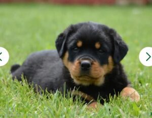 Petland Miami Rottweiler puppy available