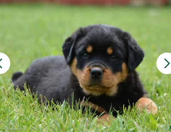 [#26303-04]  - F Rottweiler Puppies For Sale