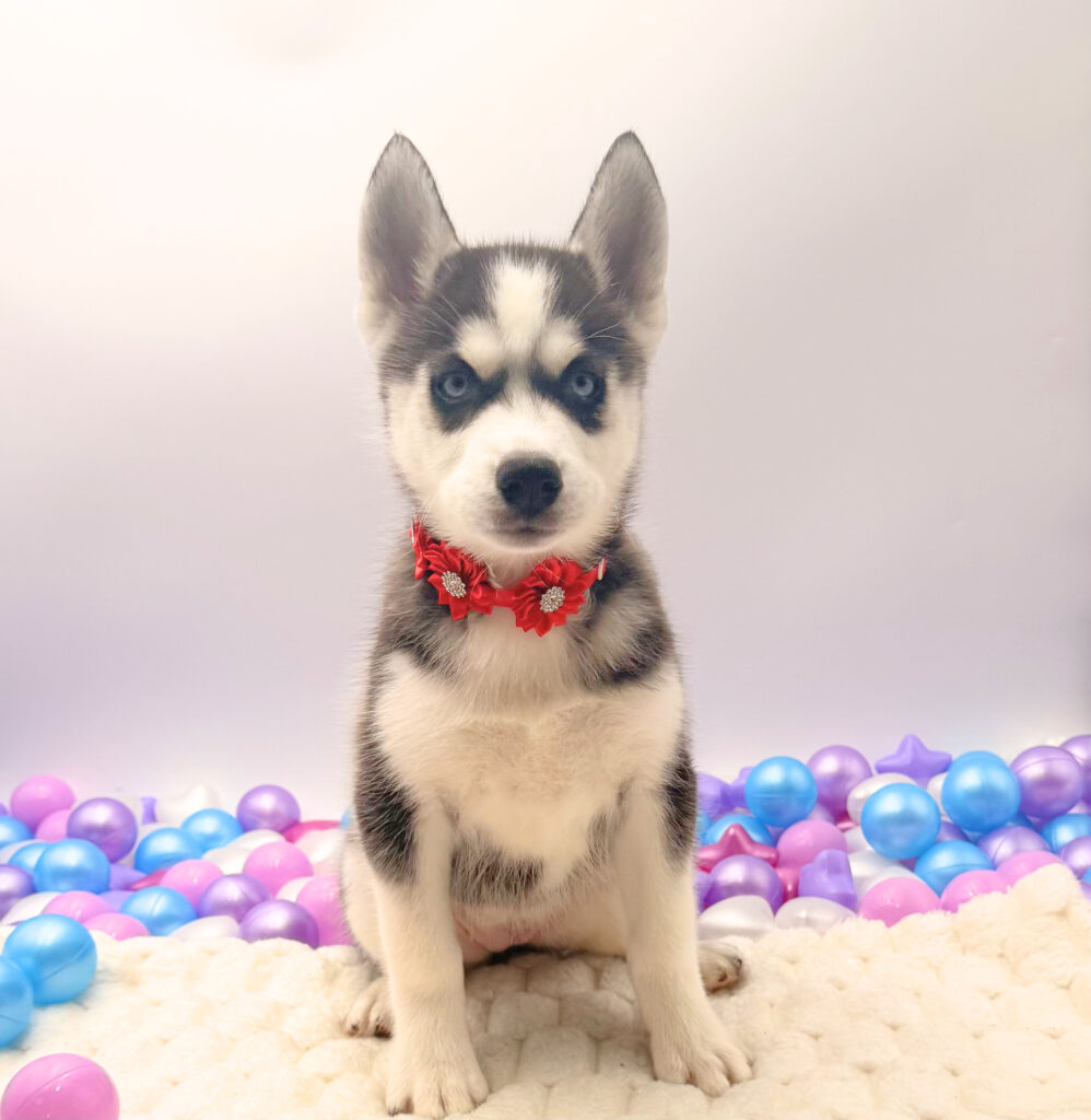 [#26210-03]  - Black / White F Siberian Husky Puppies For Sale