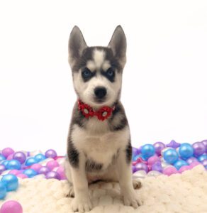 Petland Miami Siberian Husky puppy available
