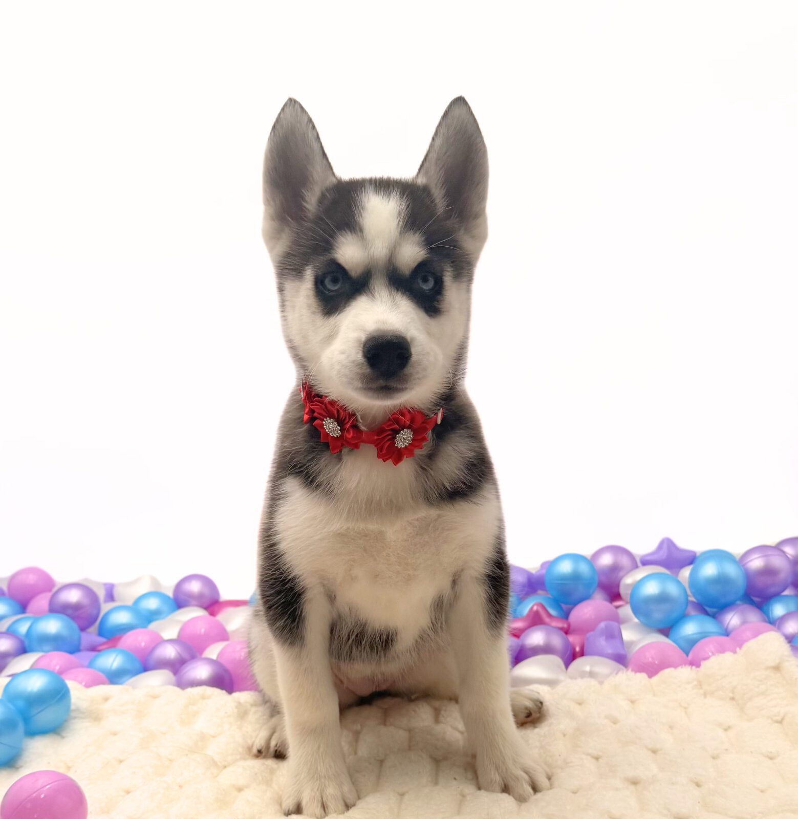 [#26210-03]  - Black / White F Siberian Husky Puppies For Sale