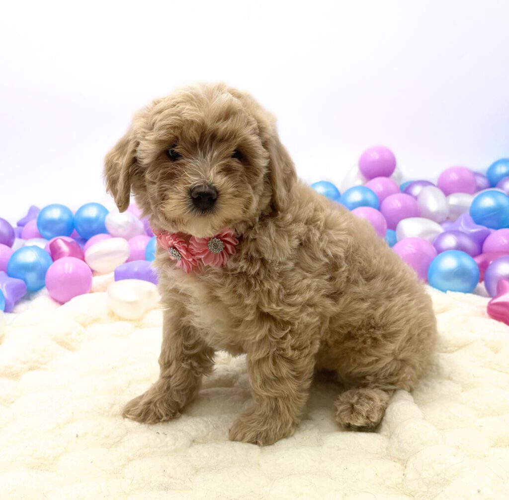 [#26270-03]  - Apricot F Bernedoodle Mini 2nd Gen Puppies For Sale