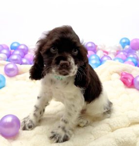 Petland Miami Cocker Spaniel puppy available