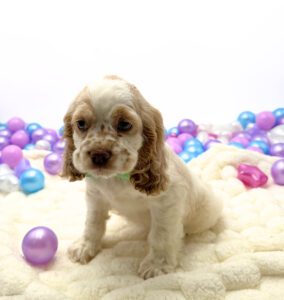Petland Miami Cocker Spaniel puppy available