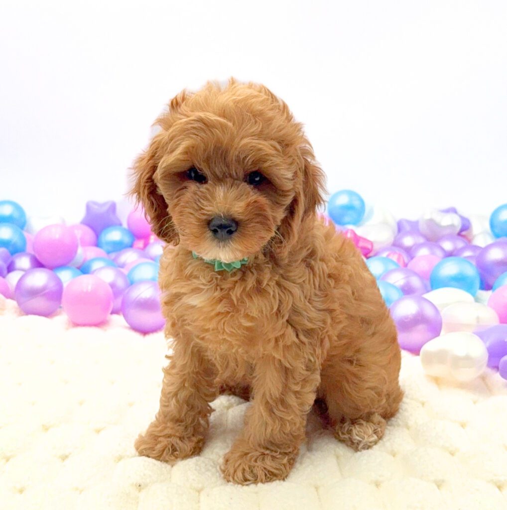 [#26238-03]  - Red F Cavapoo Puppies For Sale