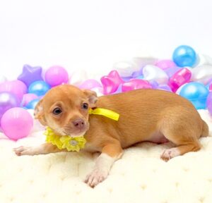 Petland Miami Chihuahua puppy available