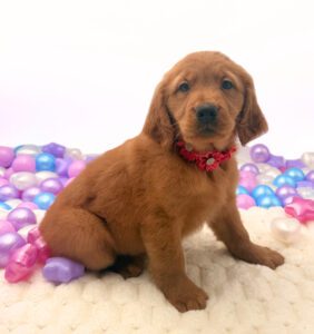 Petland Miami Golden Retriever puppy available