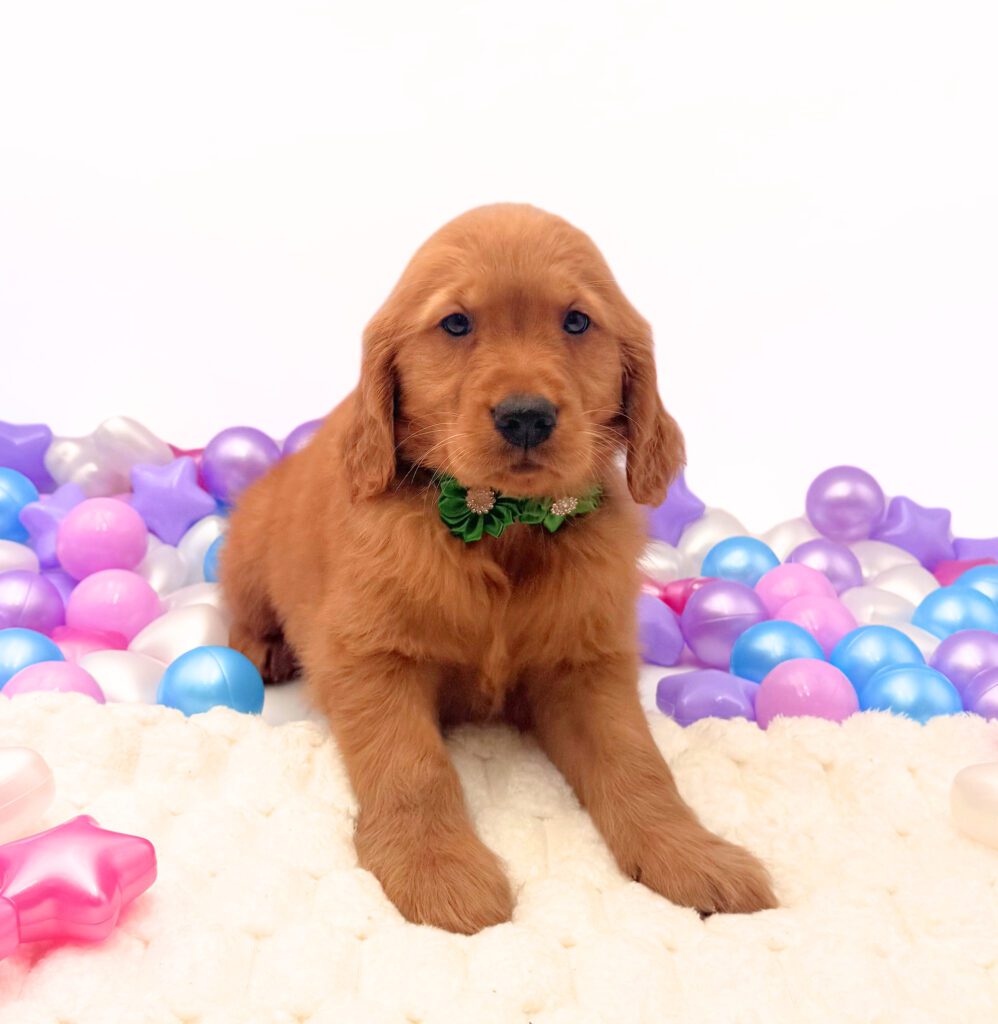 [#26220-09]  - Golden F Golden Retriever Puppies For Sale