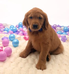 Petland Miami Golden Retriever puppy available