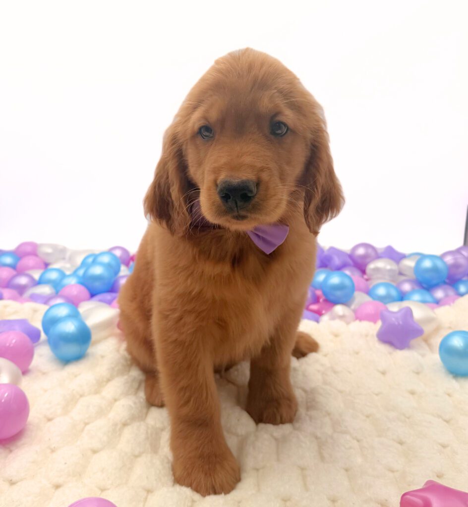 [#26220-06]  - M Golden Retriever Puppies For Sale