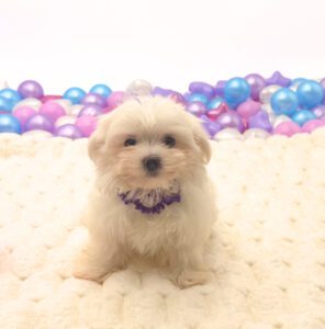 Petland Miami Maltese puppy available