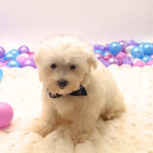 Petland Miami Maltese puppy available