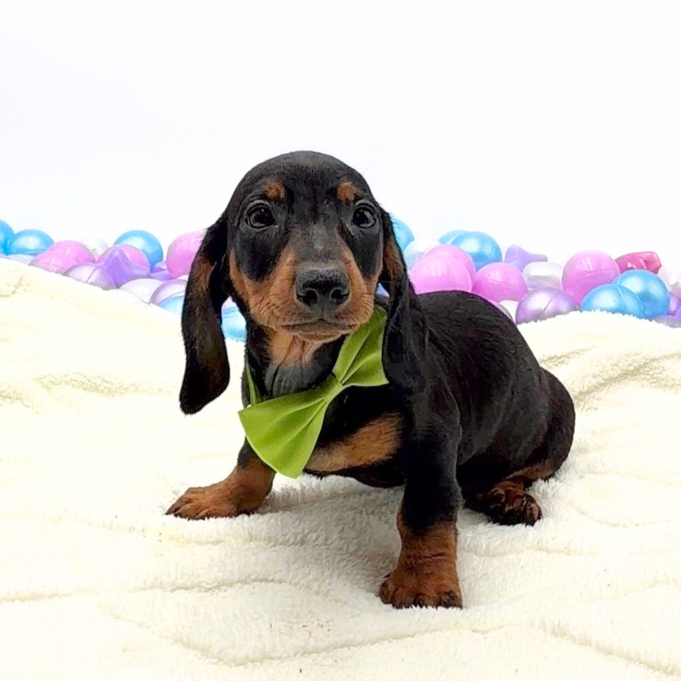 [#26216-03]  - Black / Tan M Dachshund Puppies For Sale
