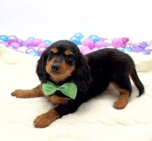 Petland Miami Dachshund puppy available