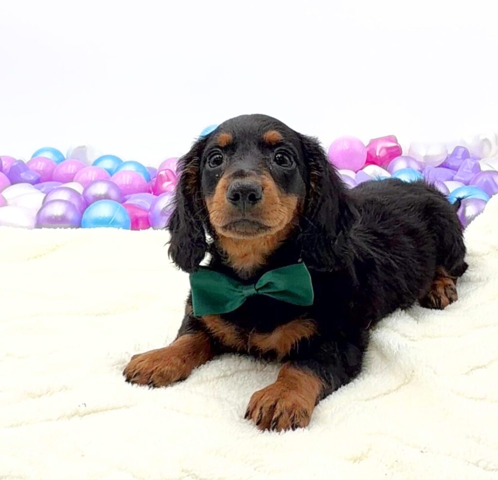 [#26212-02]  - Black / Tan M Dachshund Puppies For Sale