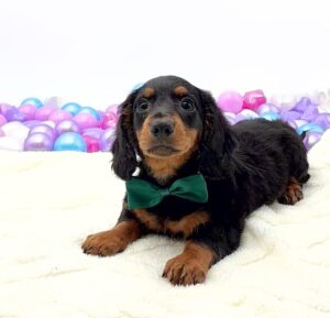 Dachshund