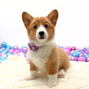 Petland Miami Pembroke Welsh Corgi puppy available