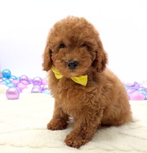 Poodle Mini