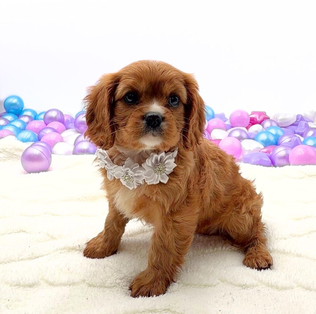 [#26224-04]  - Red F Cavalier King Charles Spaniel Puppies For Sale