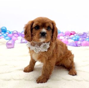 Petland Miami Cavalier King Charles Spaniel puppy available