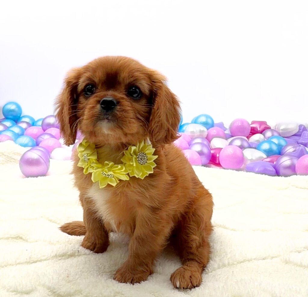 [#26225-06]  - Red / White F Cavalier King Charles Spaniel Puppies For Sale