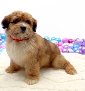 Aussiepoo Mini - 10000002345