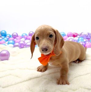 Petland Miami Dachshund puppy available