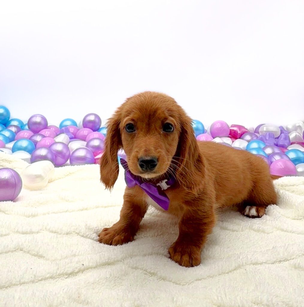 [#26240-01]  - Golden M Dachshund Puppies For Sale