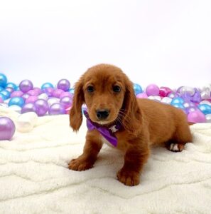Petland Miami Dachshund puppy available