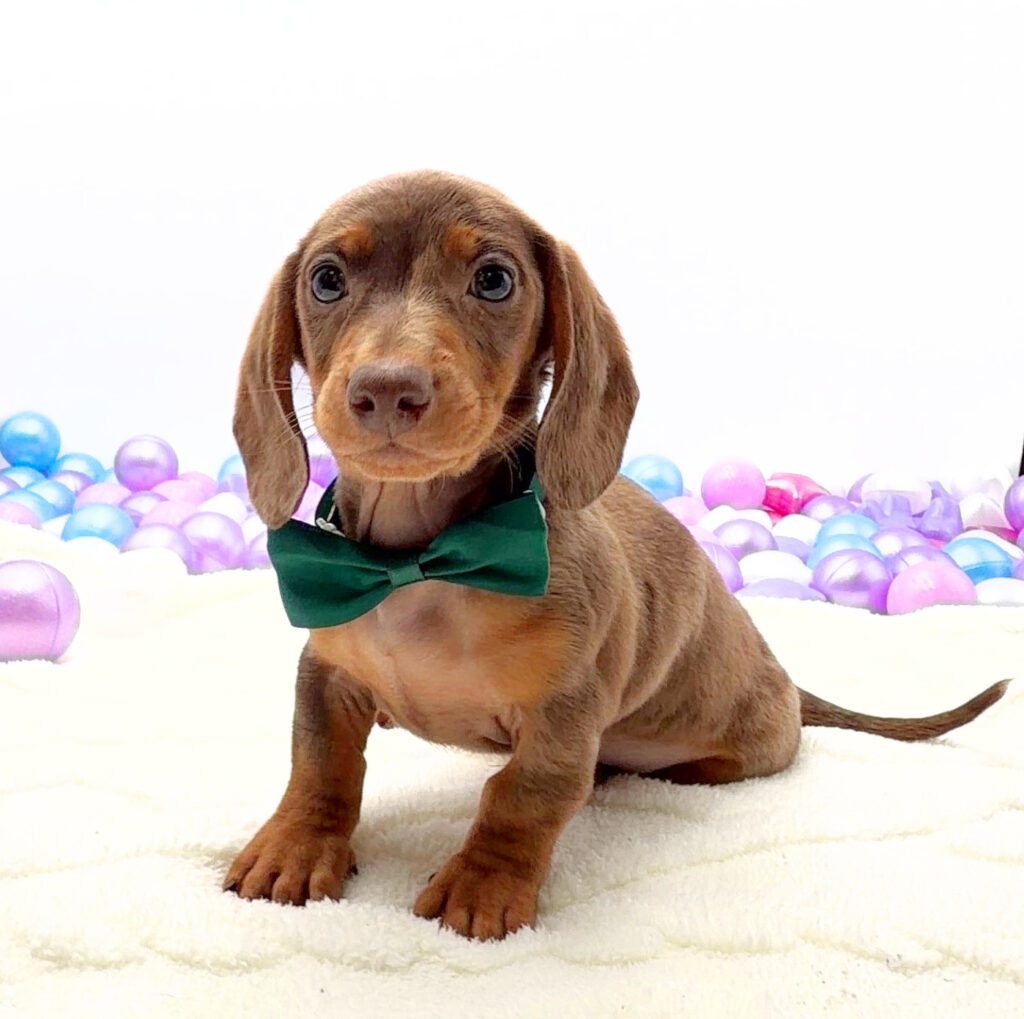 [#26240-02]  - Chocolate / Tan M Dachshund Puppies For Sale