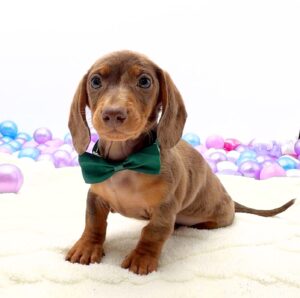 Petland Miami Dachshund puppy available