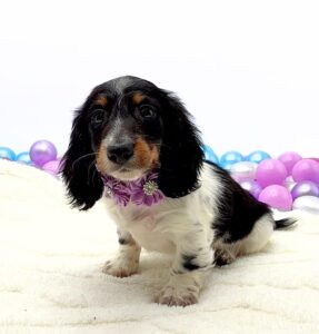 Petland Miami Dachshund puppy available