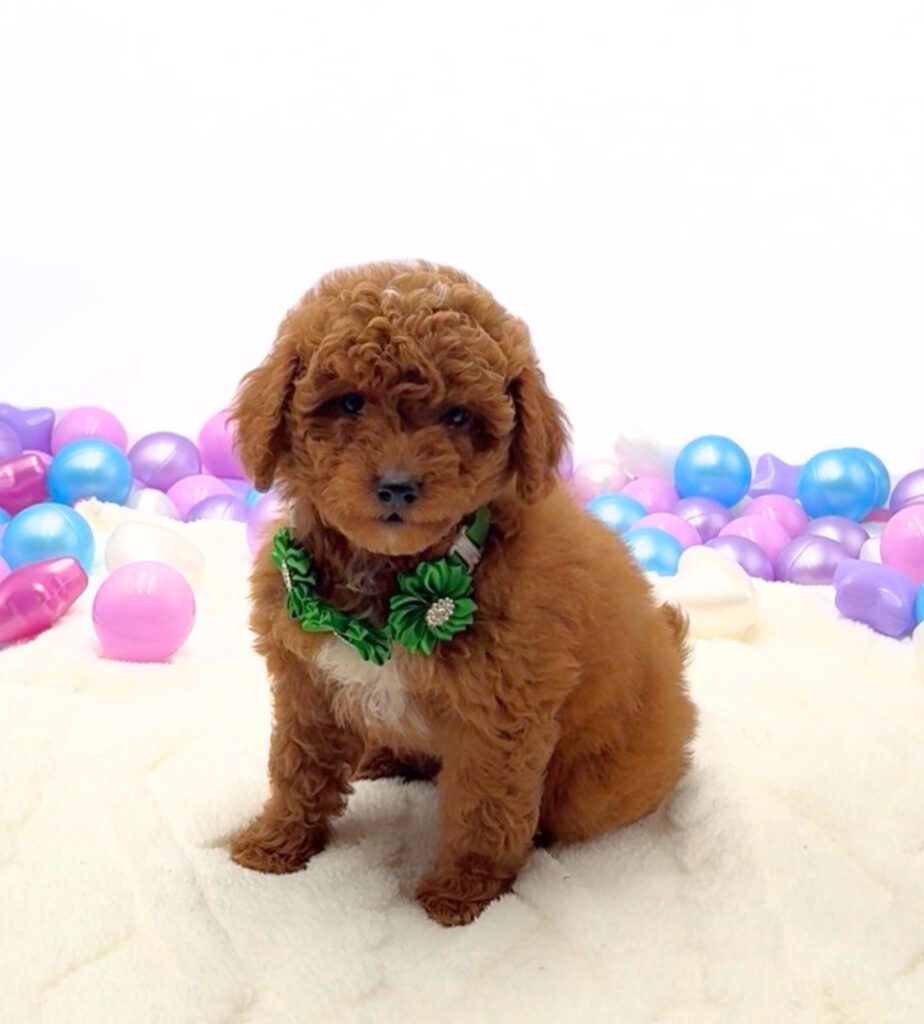[#26270-04]  - Red F Bernedoodle Mini 2nd Gen Puppies For Sale