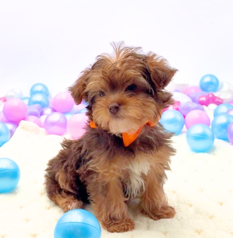 [#26199-04]  - Brown / Tan M Poodle Mini/Yorkshire Terrier Puppies For Sale