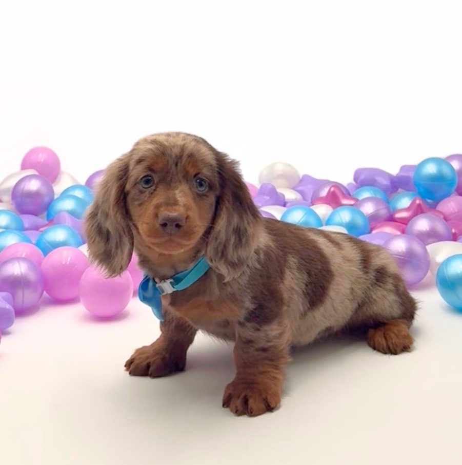 [#26244-01]  - Chocolate / Tan M Dachshund Puppies For Sale