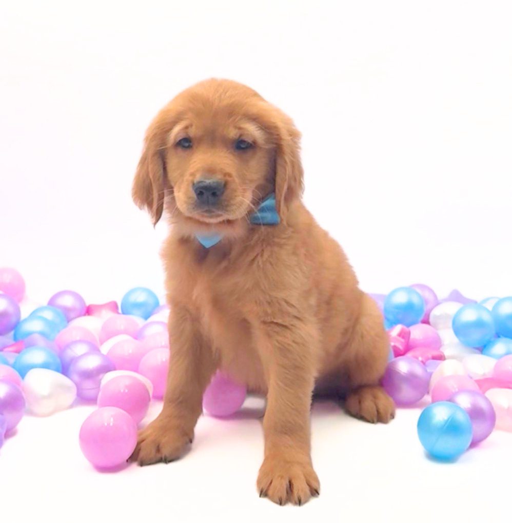 [#26220-02]  - Golden M Golden Retriever Puppies For Sale