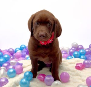 Petland Miami Labrador Retriever puppy available