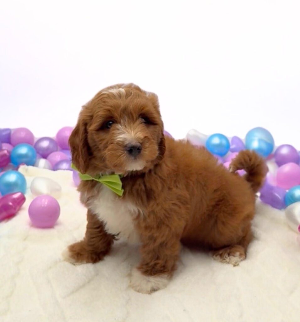 [#26270-01]  - Red M Bernedoodle Mini 2nd Gen Puppies For Sale