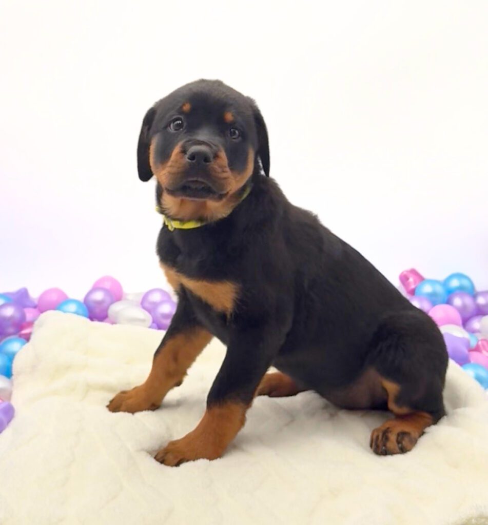 [#26303-04]  - F Rottweiler Puppies For Sale