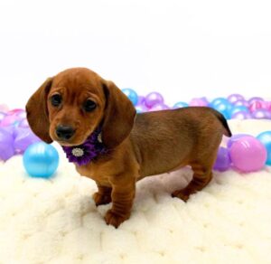 Petland Miami Dachshund puppy available