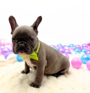 Petland Miami French Bulldog puppy available