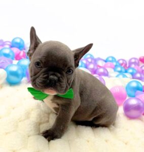 Petland Miami French Bulldog puppy available