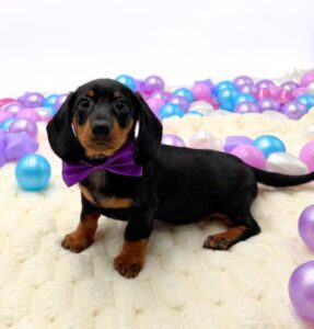 Petland Miami Dachshund puppy available