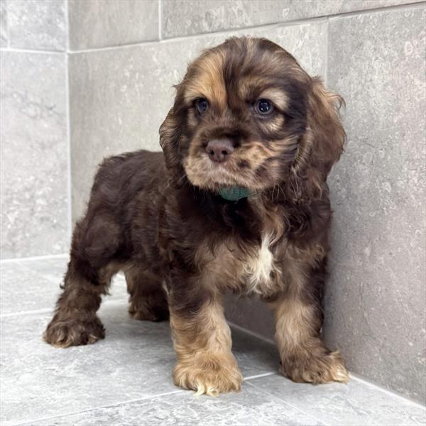 [#26205-01]  - Chocolate / Tan M Cocker Spaniel Puppies For Sale