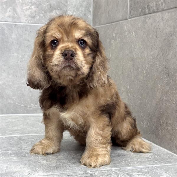 [#26205-02]  - Chocolate Roan F Cocker Spaniel Puppies For Sale