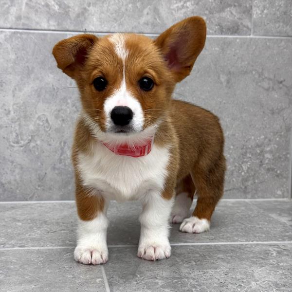 [#26207-04]  - Red / White F Pembroke Welsh Corgi Puppies For Sale